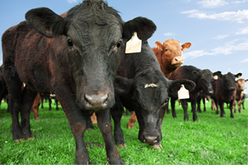 cattle-up-close