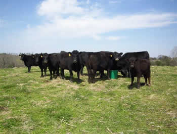 cattle-up-close