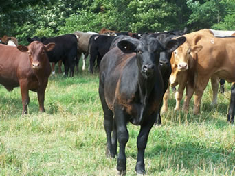 cattle-1
