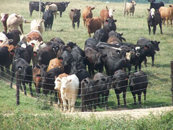 cattle-2