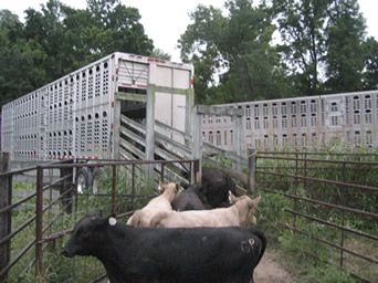 cattle-loading