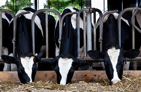 cattle-up-close