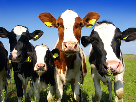 dairy-calves