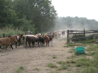 herd-through
